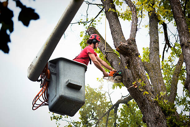 Professional  Tree Services in Fruita, CO